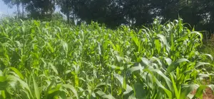 Quick Sale 1⁄4 Plot For Sale In Kimumu Eldoret