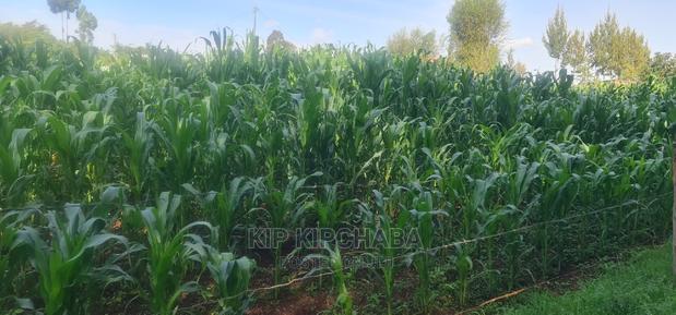 Quick Sale 1⁄4 Plot For Sale In Kimumu Eldoret - thumbnail 5