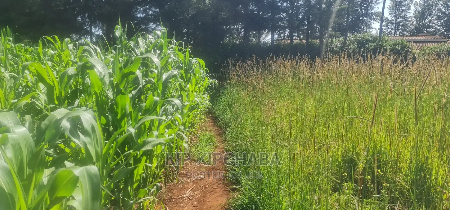 Quick Sale 1⁄4 Plot For Sale In Kimumu Eldoret