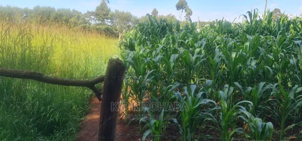 Quick Sale 1⁄4 Plot For Sale In Kimumu Eldoret - thumbnail 7