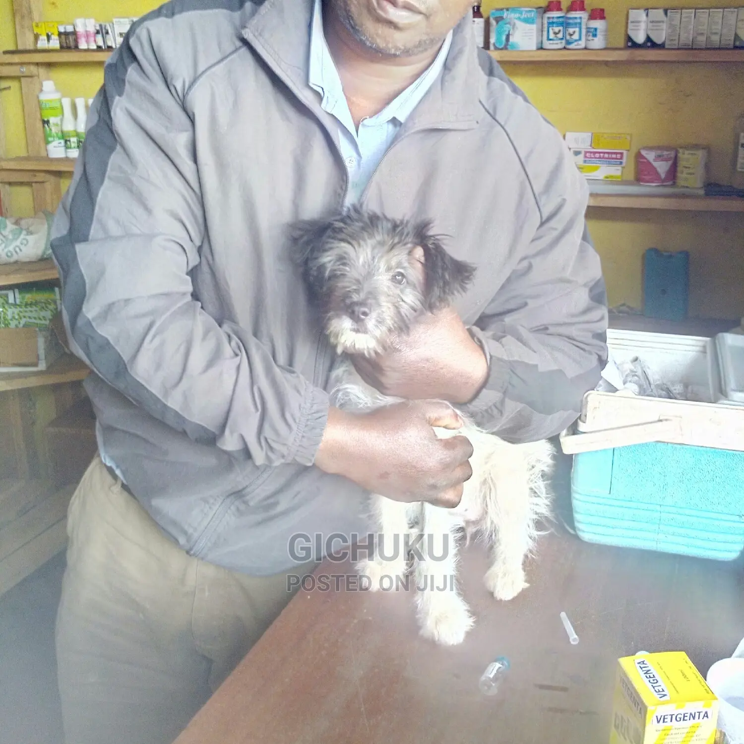 Dog ,Cat,Cow,Sheep,Pig,Rabbit,Poultry Veterinary Services