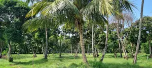 A Parcel of 4 Acre Land Nice for Subdivision on Sale Mtwapa