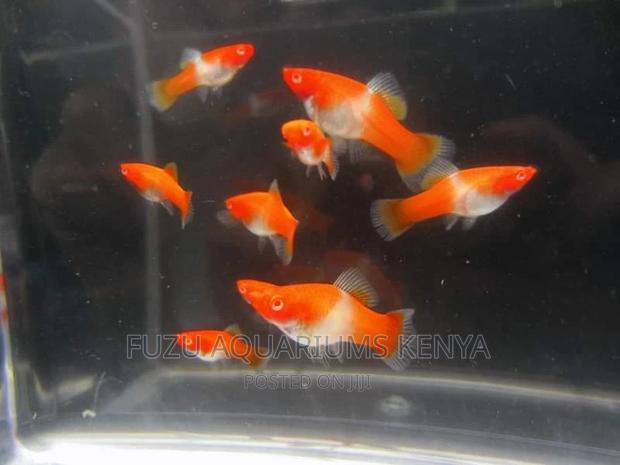 Koi Swordtail - main view