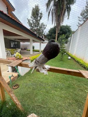 Pomeranian Pouter Breeding Pair - thumbnail 2