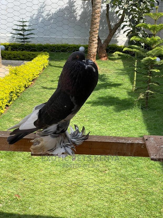 Pomeranian Pouter Breeding Pair - thumbnail 3