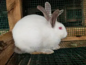 Plastic Coated Mesh for Chicken and Rabbit Houses