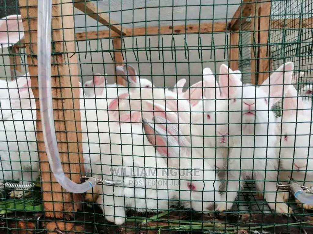Plastic Coated Mesh for Chicken and Rabbit Houses