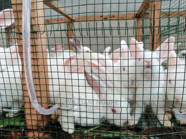 Plastic Coated Mesh for Chicken and Rabbit Houses - thumbnail 7