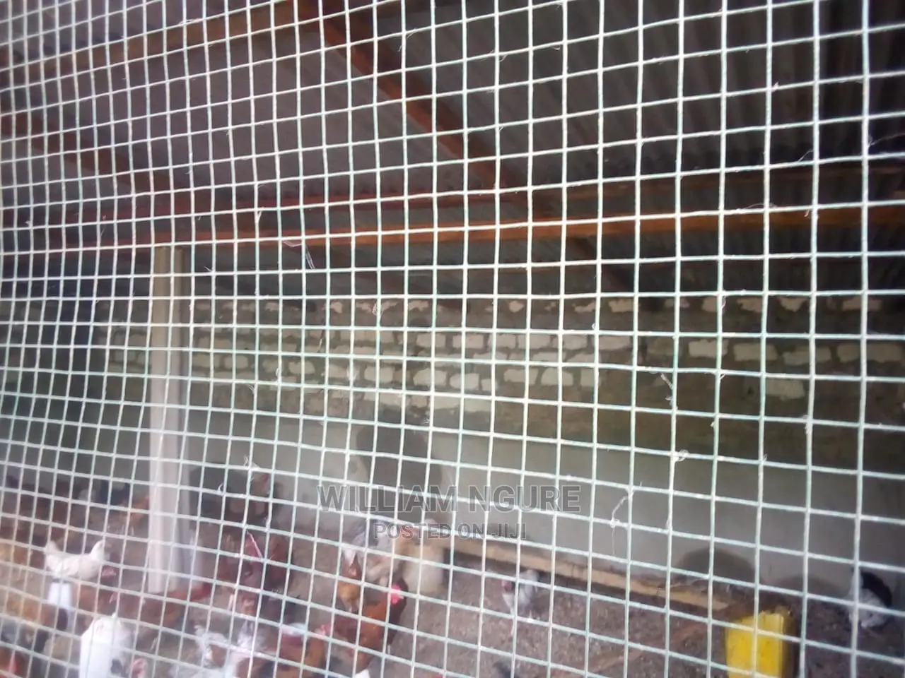 Plastic Coated Mesh for Chicken and Rabbit Houses