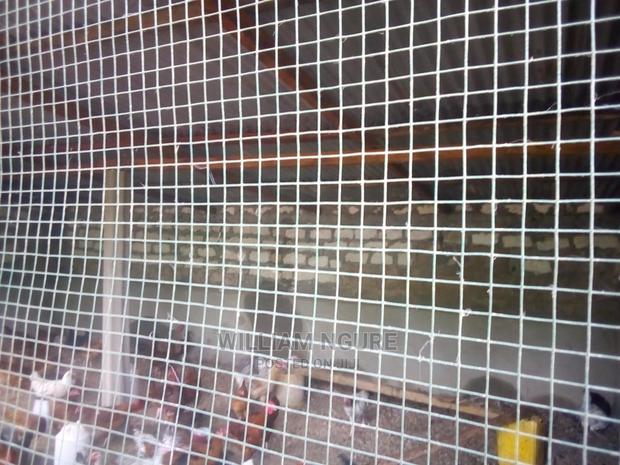 Plastic Coated Mesh for Chicken and Rabbit Houses - thumbnail 8
