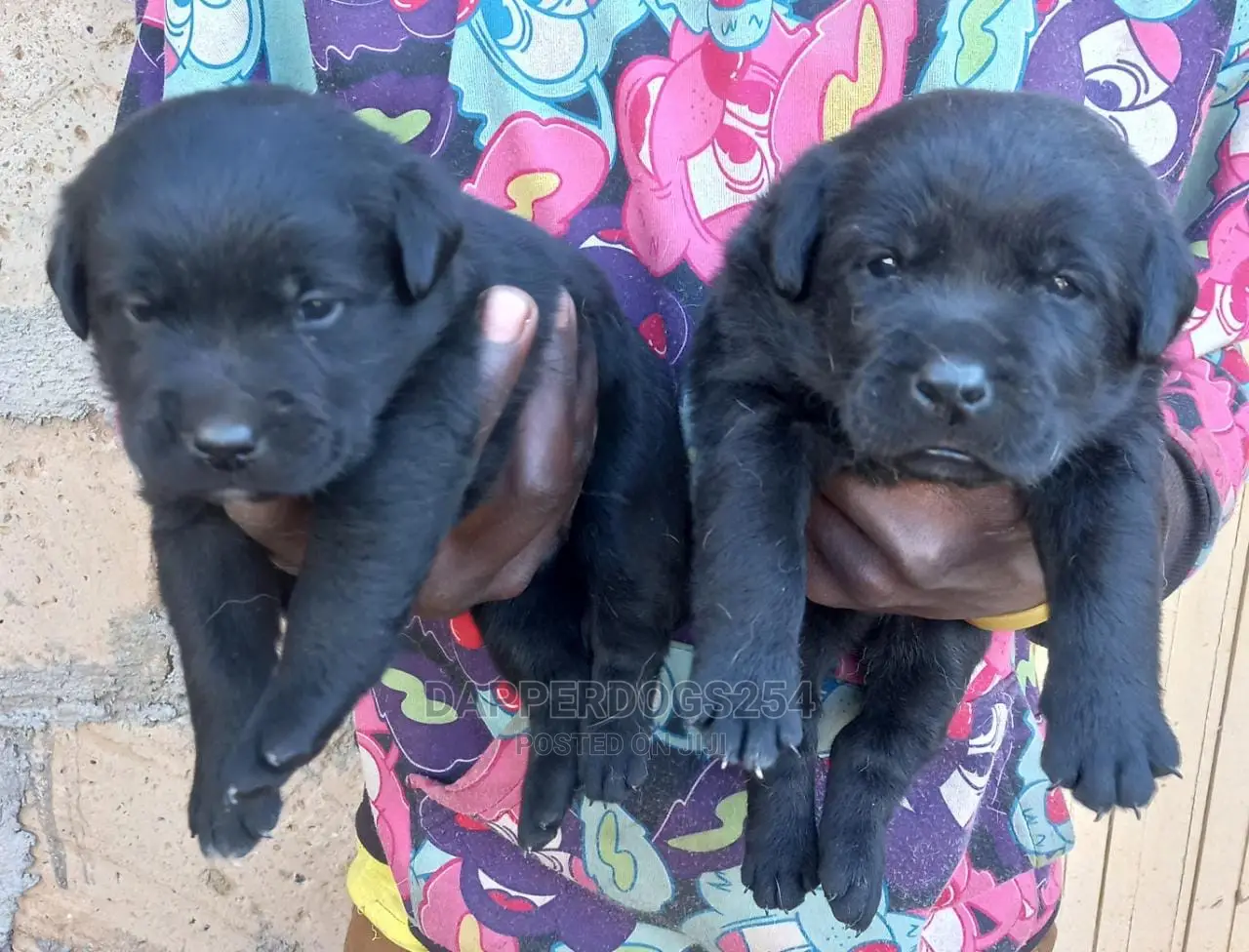 1-3 Month Male Purebred Labrador Retriever