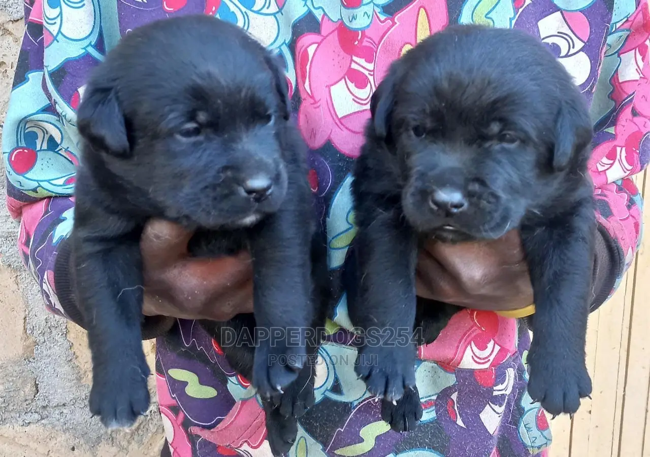 1-3 Month Male Purebred Labrador Retriever