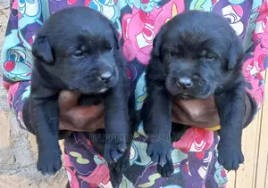 1-3 Month Male Purebred Labrador Retriever
