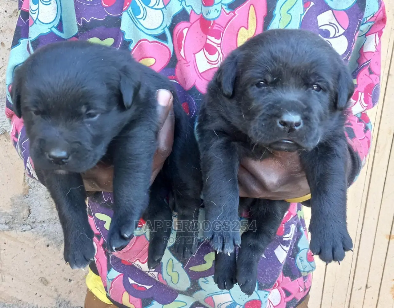 1-3 Month Male Purebred Labrador Retriever