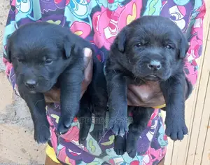 1-3 Month Male Purebred Labrador Retriever