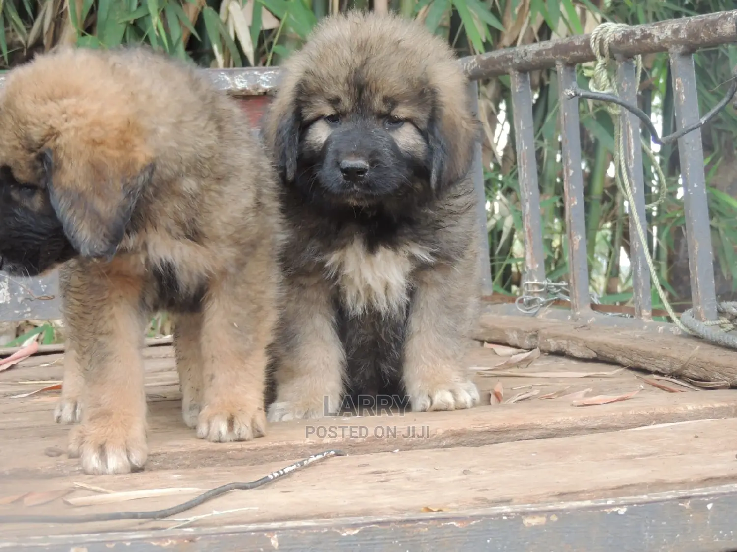 1-3 Months Female Purebred Caucasian Shepherd