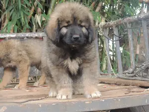 1-3 Months Female Purebred Caucasian Shepherd
