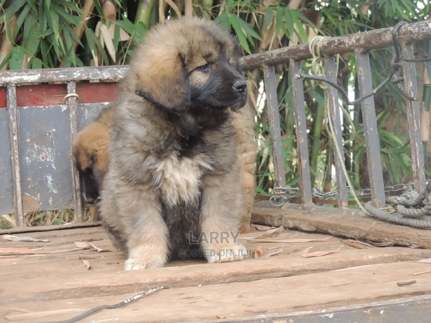 1-3 Months Female Purebred Caucasian Shepherd