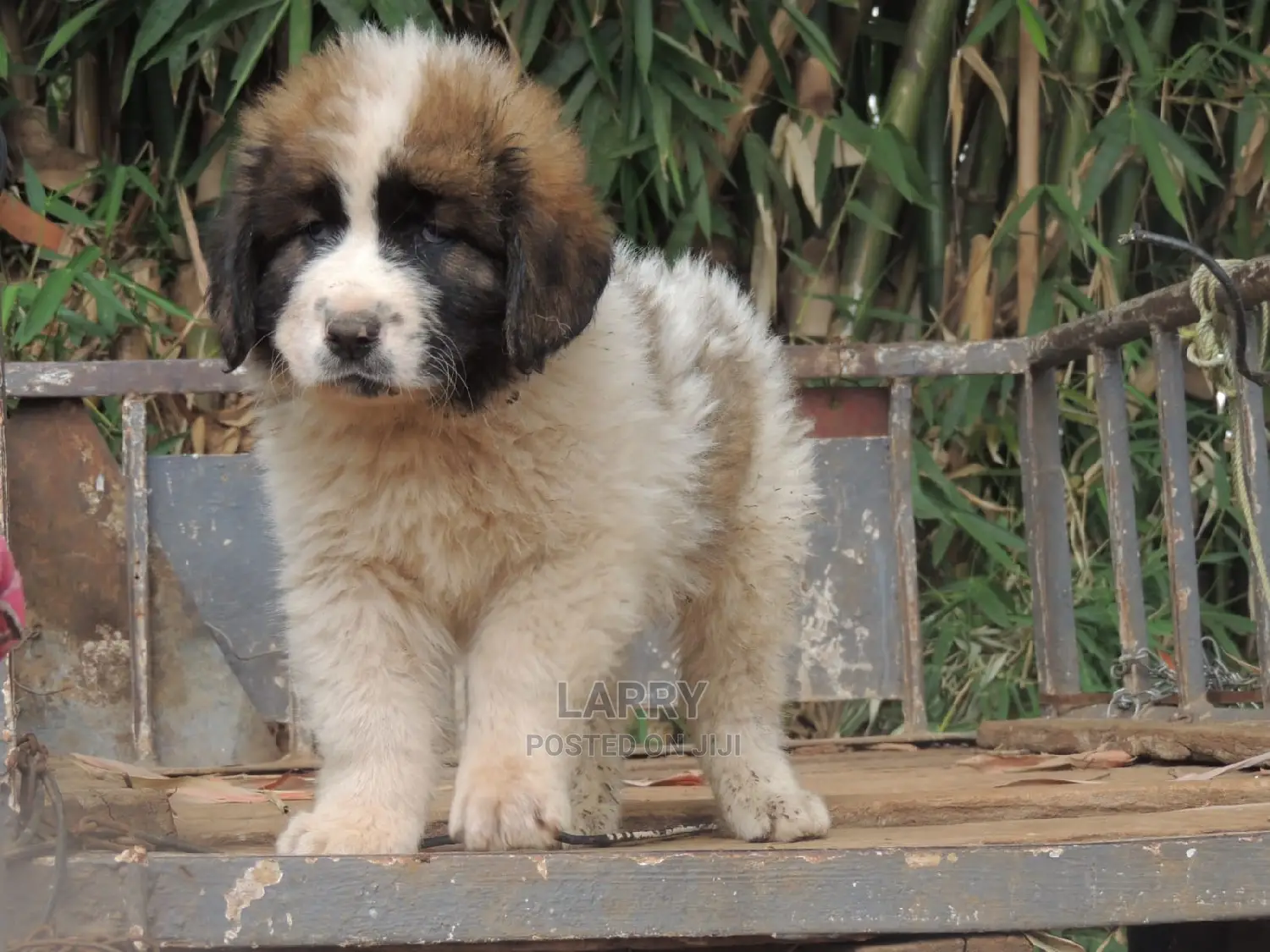1-3 Months Female Purebred Caucasian Shepherd