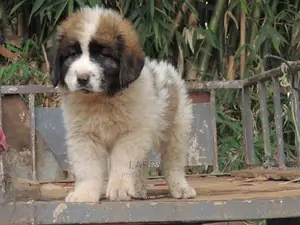 1-3 Months Female Purebred Caucasian Shepherd