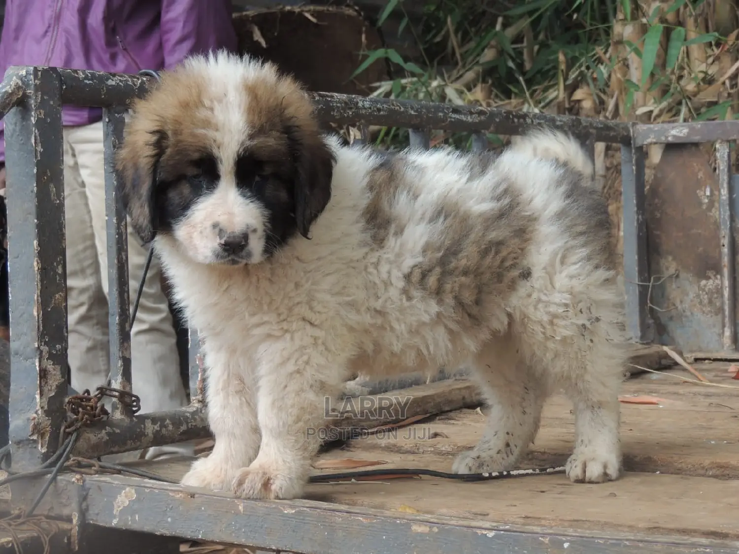 1-3 Months Female Purebred Caucasian Shepherd