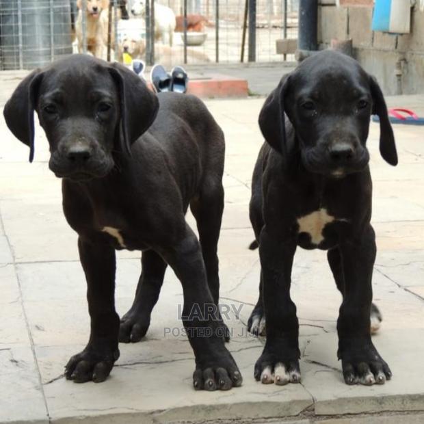 1-3 Month Female Purebred Great Dane