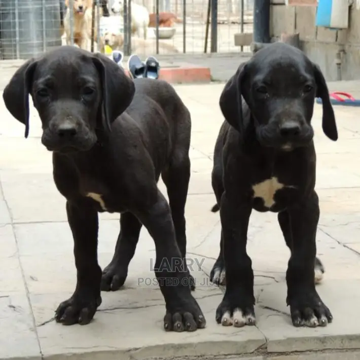 1-3 Month Female Purebred Great Dane