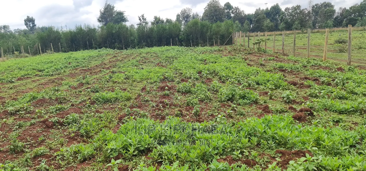 Prime 1⁄4 Plot for Sale in Racecourse Elgongiew in Eldoret