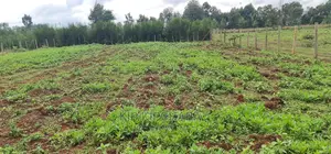 Prime 1⁄4 Plot for Sale in Racecourse Elgongiew in Eldoret