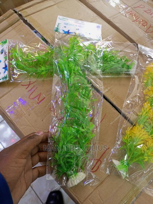 Aquarium Plants - thumbnail 3