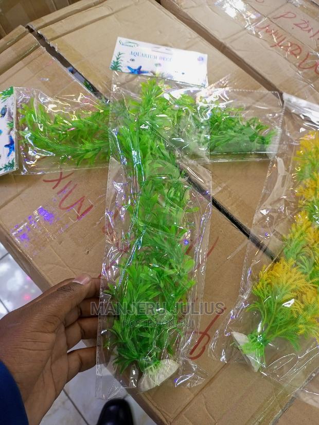 Aquarium Plants - thumbnail 4