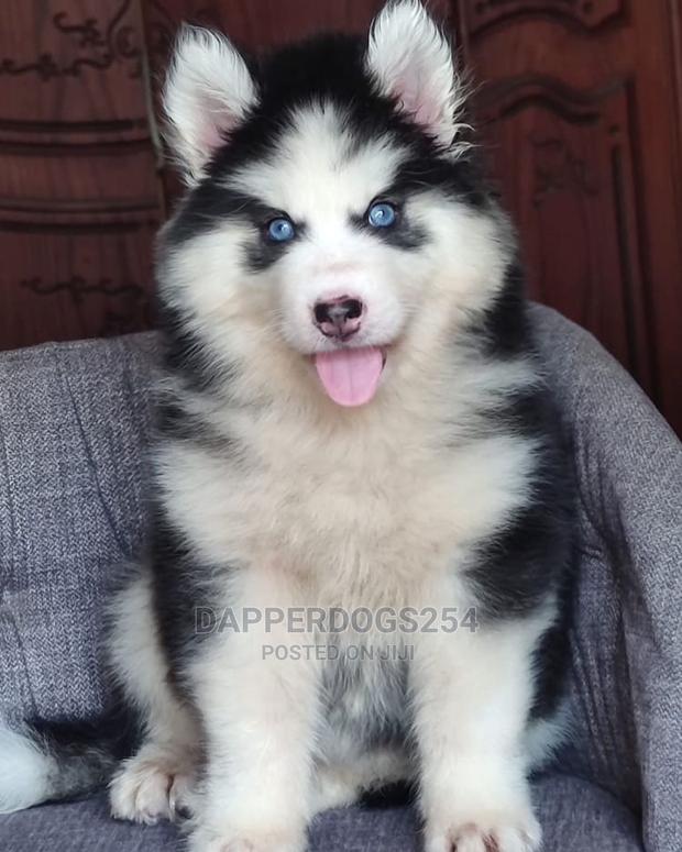 1-3 months Male Purebred Siberian Husky