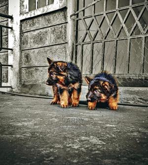 1-3 Months Female Purebred German Shepherd - thumbnail 2