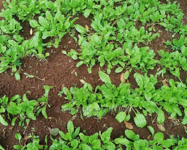 Swiss Chard/Fordhook Giant Spinach Seedlings - main view