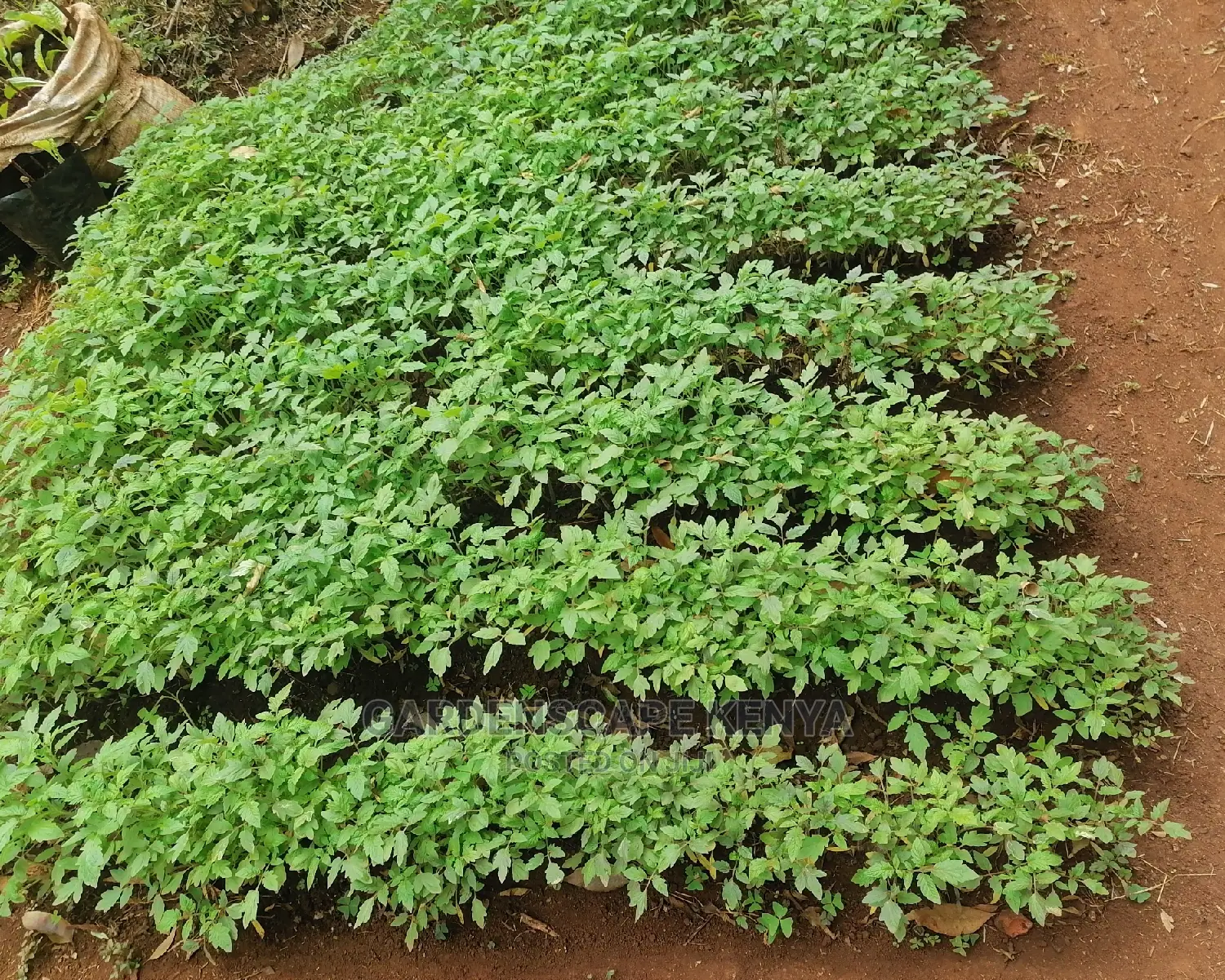 Rio Grande Tomato Seedlings