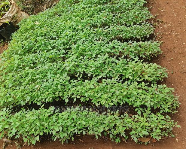 Rio Grande Tomato Seedlings - main view