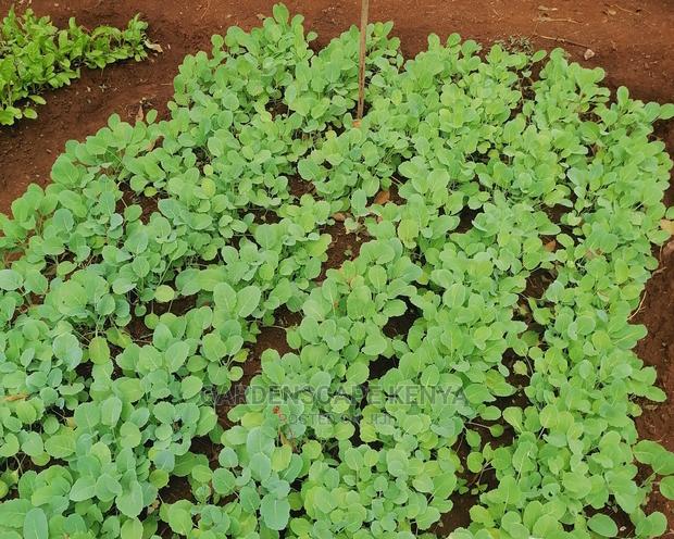 Sukuma Wiki Seedlings - main view