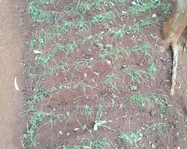 Onion Seedlings, Red Creole Type. - main view