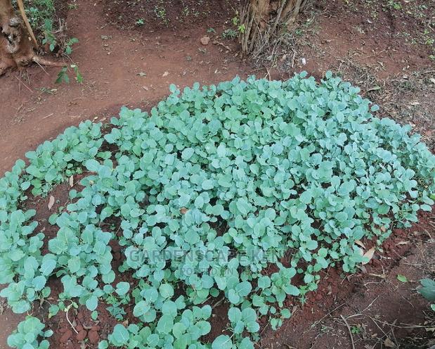 Broccoli Seedlings - main view