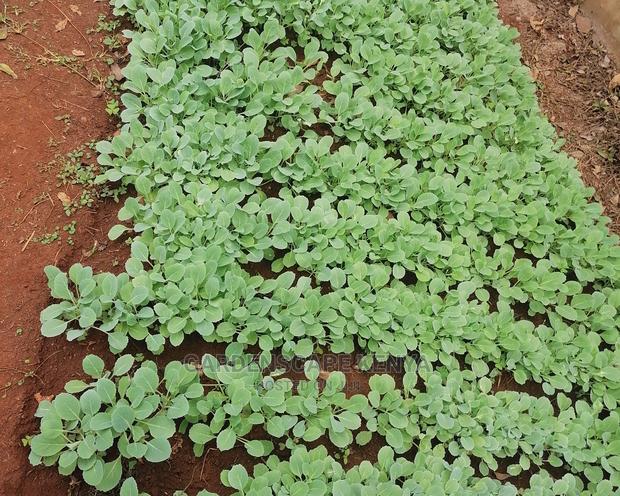 Gloria Star Fia Seedlings - main view