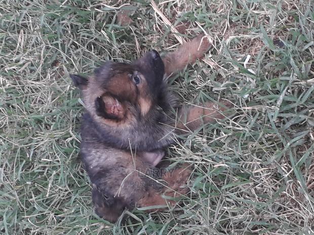 1-3 Months Male Purebred German Shepherd