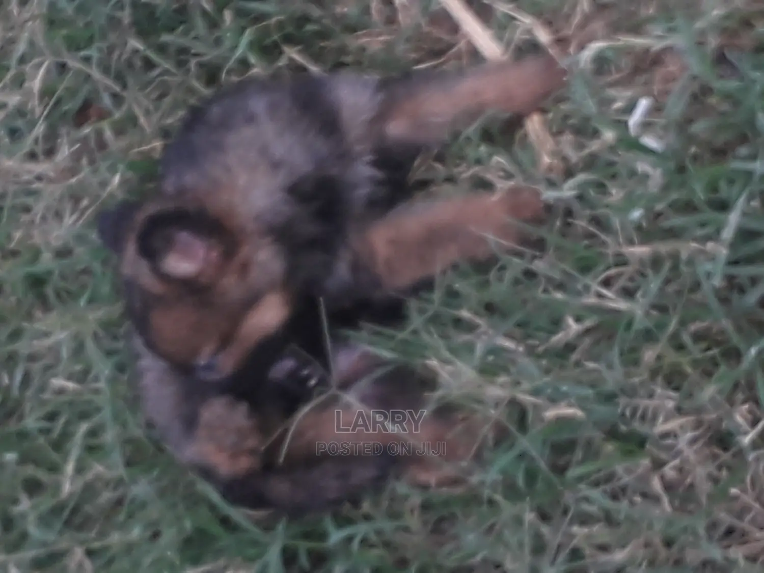 1-3 Months Male Purebred German Shepherd
