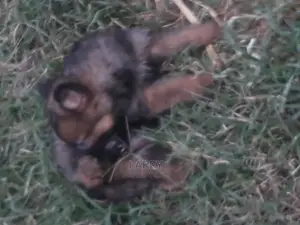 1-3 Months Male Purebred German Shepherd