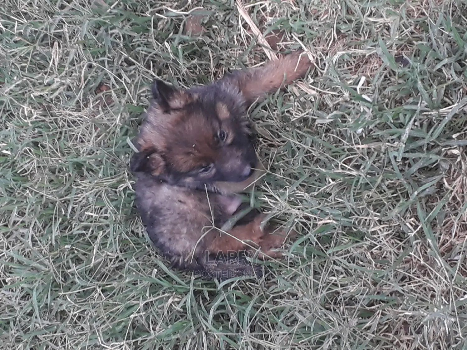 1-3 Months Male Purebred German Shepherd