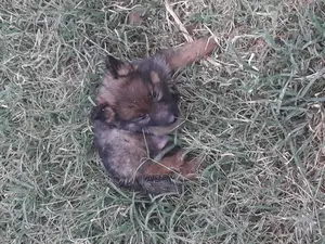 1-3 Months Male Purebred German Shepherd