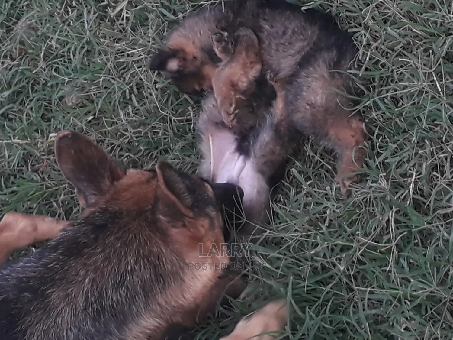 1-3 Months Male Purebred German Shepherd