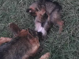1-3 Months Male Purebred German Shepherd