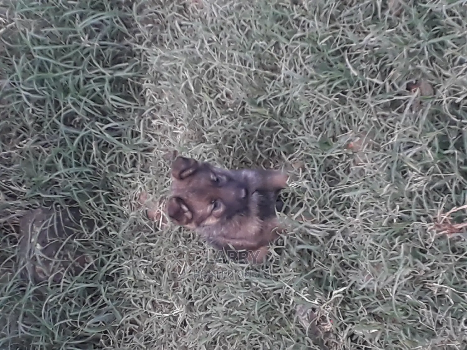 1-3 Months Male Purebred German Shepherd
