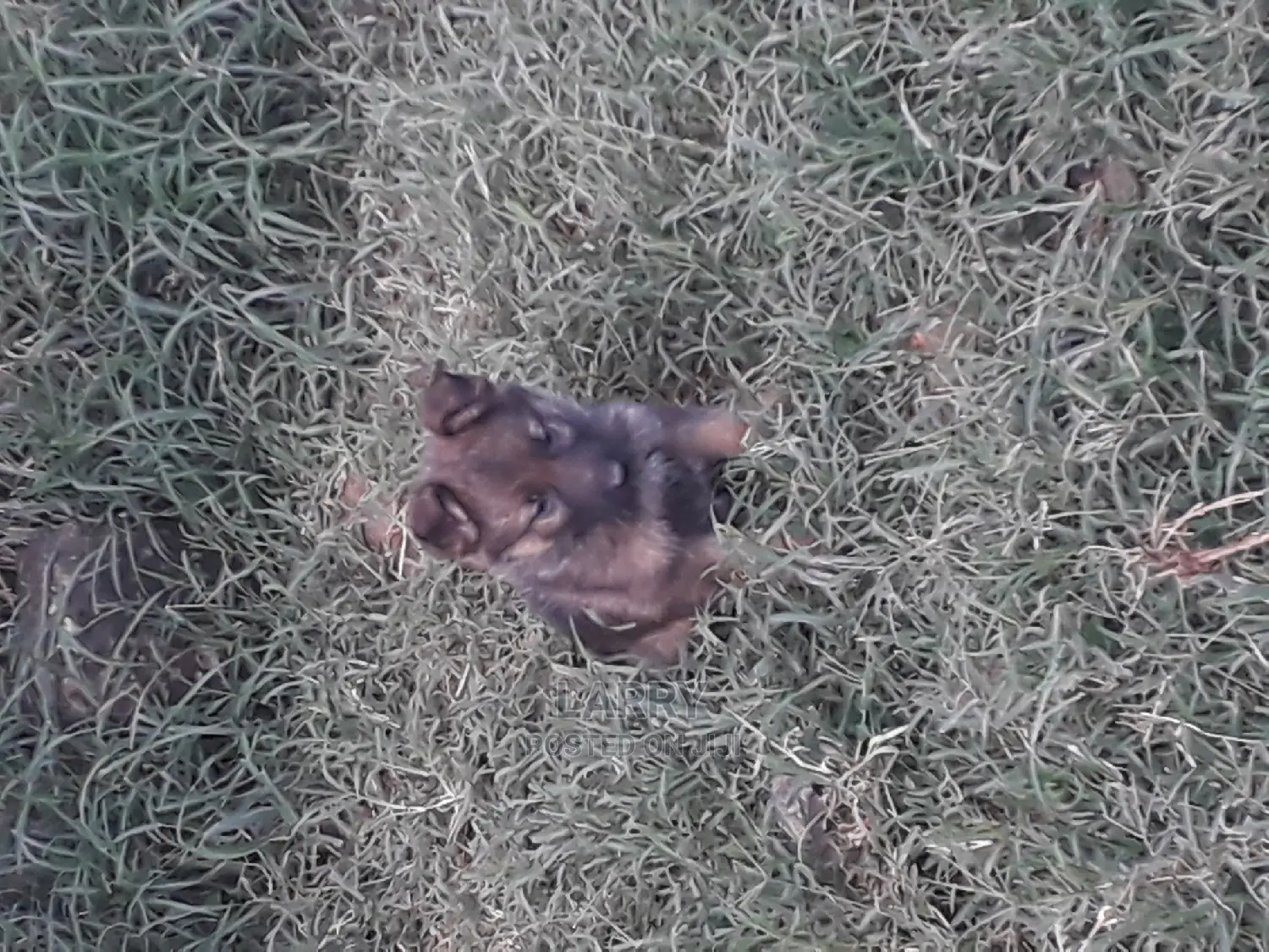 1-3 Months Male Purebred German Shepherd