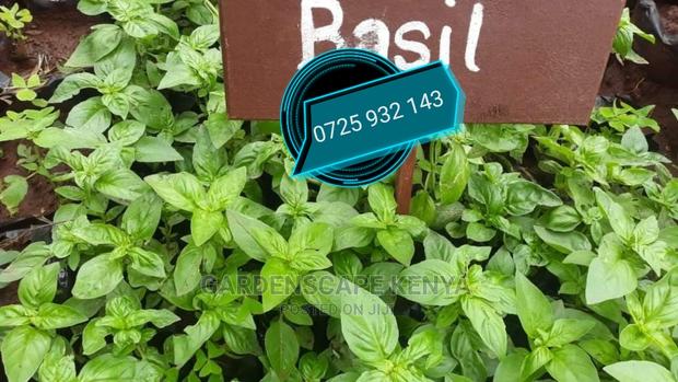 Basil Herbs - main view